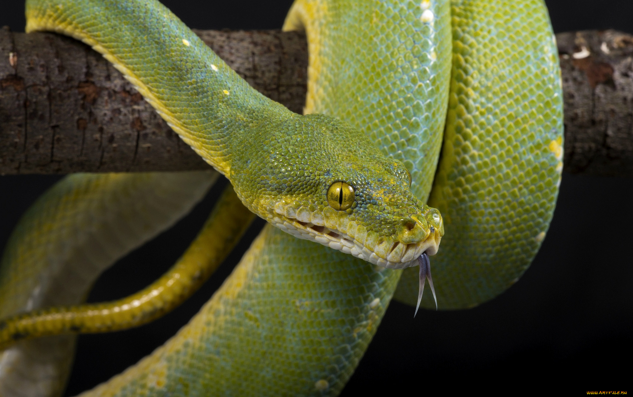 Почему змея высовывает. Змея Аспид зеленый. Питон змея. Змея с языком. Змея с высунутым языком.